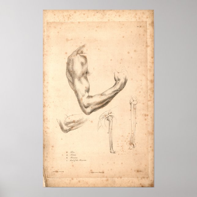 Affiches 1833 Anatomie Vintage du bras (Devant)