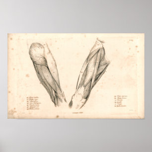 Affiches 1833 Muscles d'anatomie Vintage de jambe Imprimer