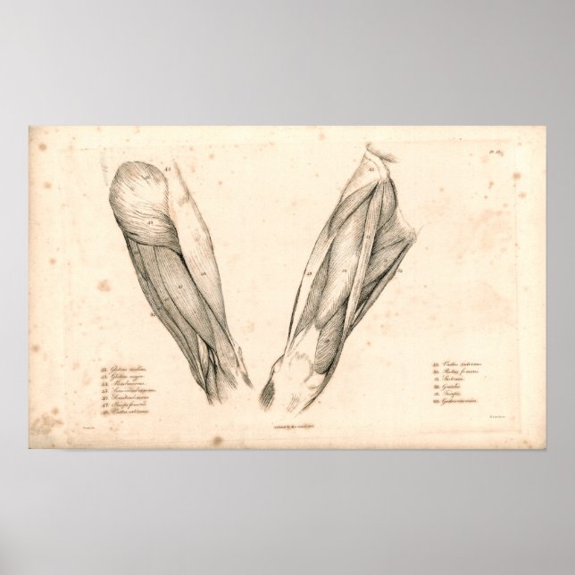 Affiches 1833 Muscles d'anatomie Vintage de jambe Imprimer (Devant)