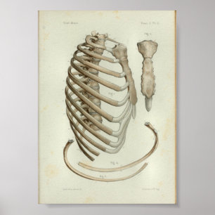 Affiches 1844 Anatomie Vintage Cage de côtes d'impression