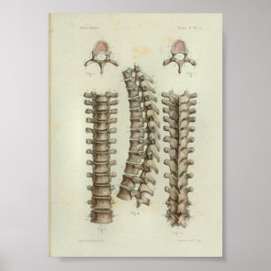 Affiches 1844 Anatomie Vintage Imprimer épine thoracique