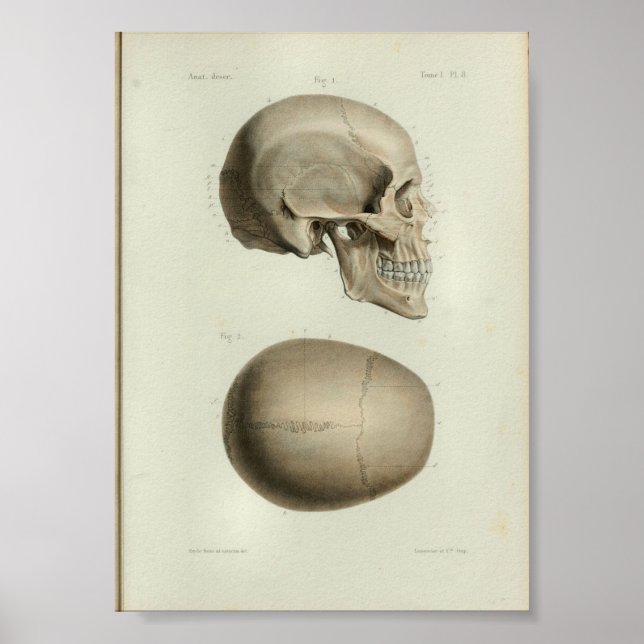 Affiches 1844 Anatomie Vintage Imprimer le crâne humain (Devant)