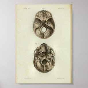 Affiches 1844 Anatomie Vintage Imprimer le crâne humain