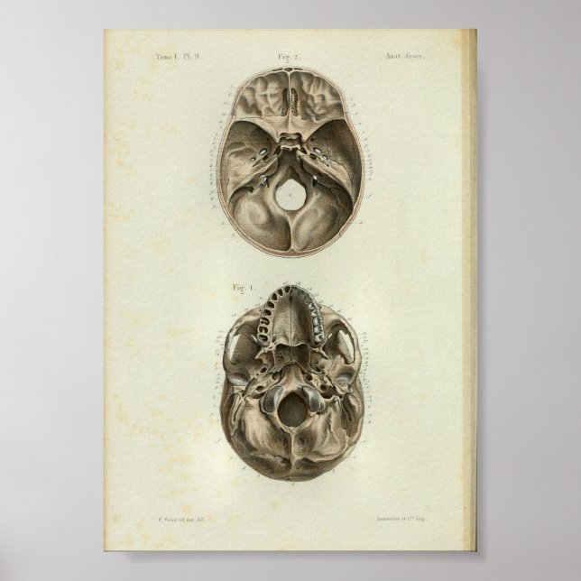 Affiches 1844 Anatomie Vintage Imprimer le crâne humain (Devant)