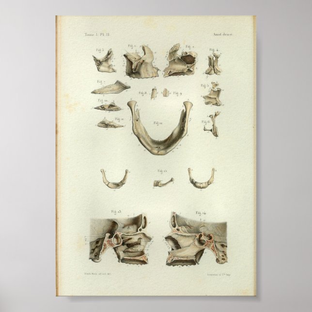 Affiches 1844 Anatomie Vintage Imprimer les os crâniens (Devant)