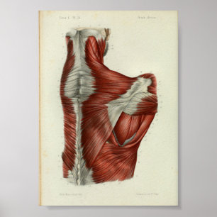 Affiches 1844 copies vintages d'anatomie Muscles l'épaule