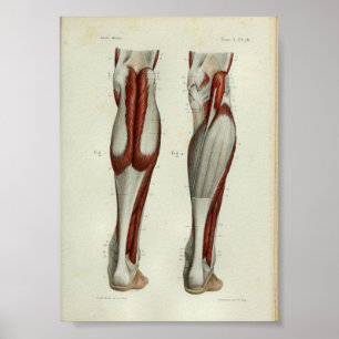 Affiches 1844 Muscles d'impression anatomie Vintage Calf