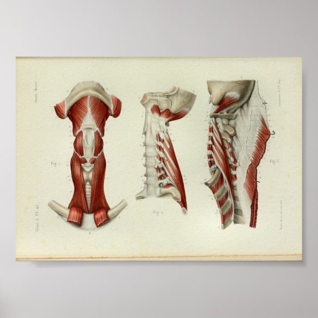 Affiches 1844 Muscles d'impression anatomiques Vintages (Devant)