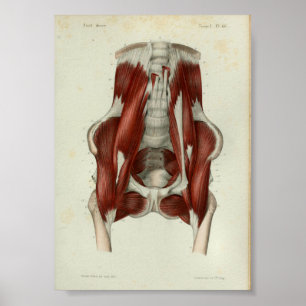 Affiches 1844 Muscles d'impression anatomiques Vintages Pel