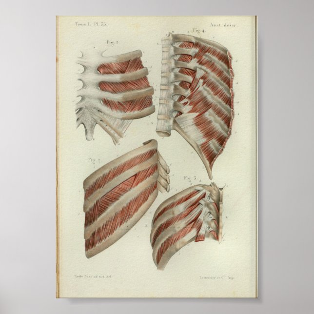 Affiches 1844 Muscles Vintages d'anatomie (Devant)