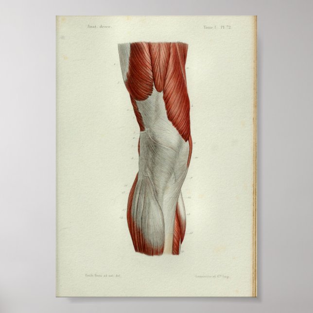 Affiches 1844 Muscles Vintages d'anatomie (Devant)