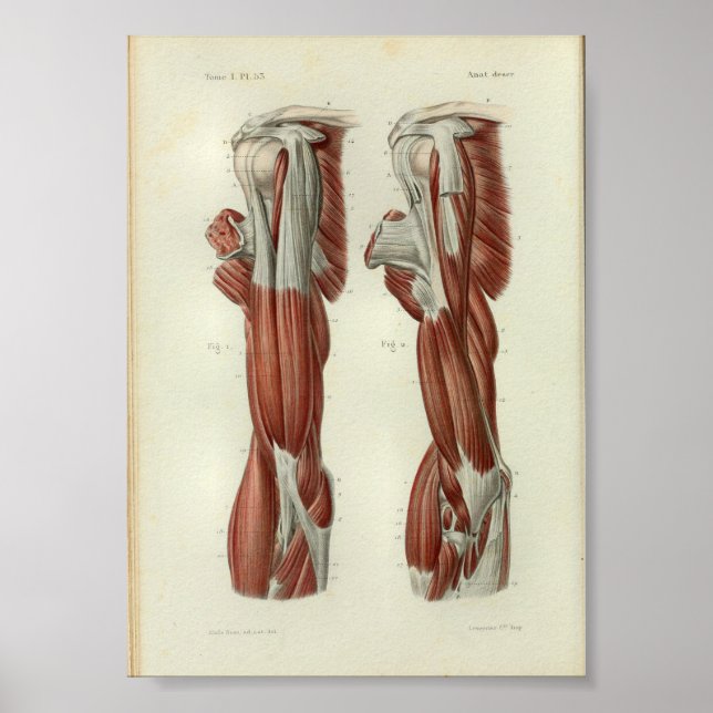Affiches 1844 Muscles Vintages d'anatomie à épaule (Devant)