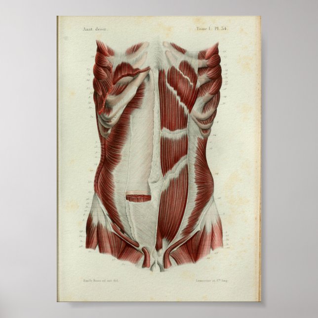 Affiches 1844 Vintage Anatomie Muscles d'impression poitrin (Devant)