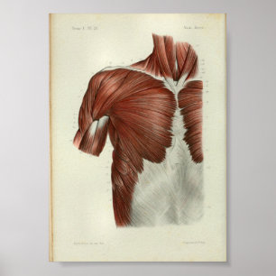 Affiches 1844 Vintage Anatomy Print Muscles Chest