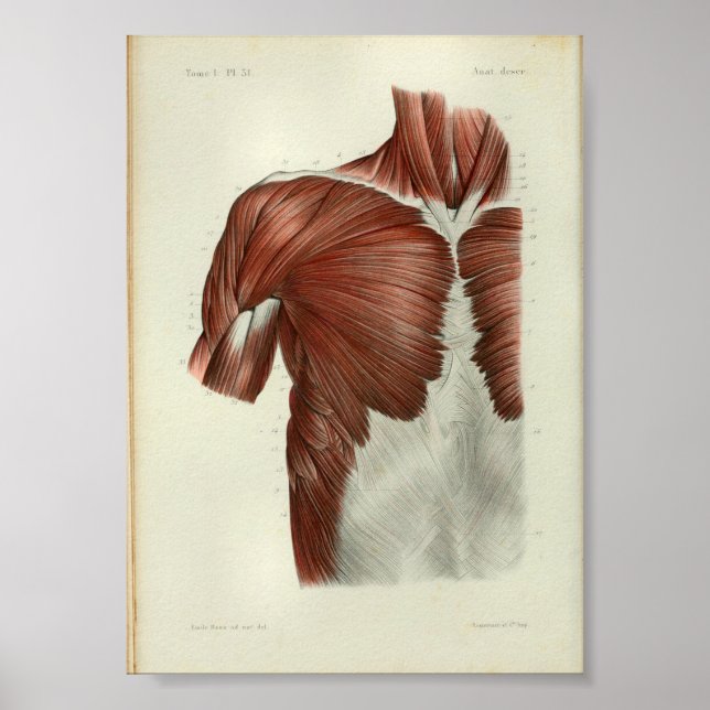 Affiches 1844 Vintage Anatomy Print Muscles Chest (Devant)