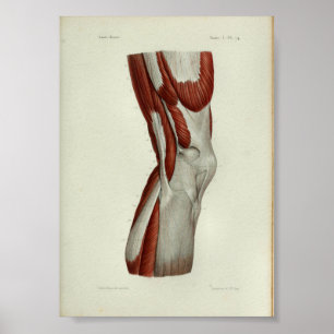Affiches 1844 Vintage Anatomy Print Muscles Knee