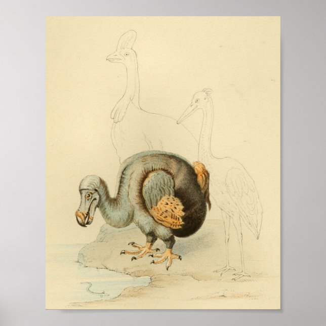 Affiches 1848 Dodo Extinct Bird Vintage Print (Devant)
