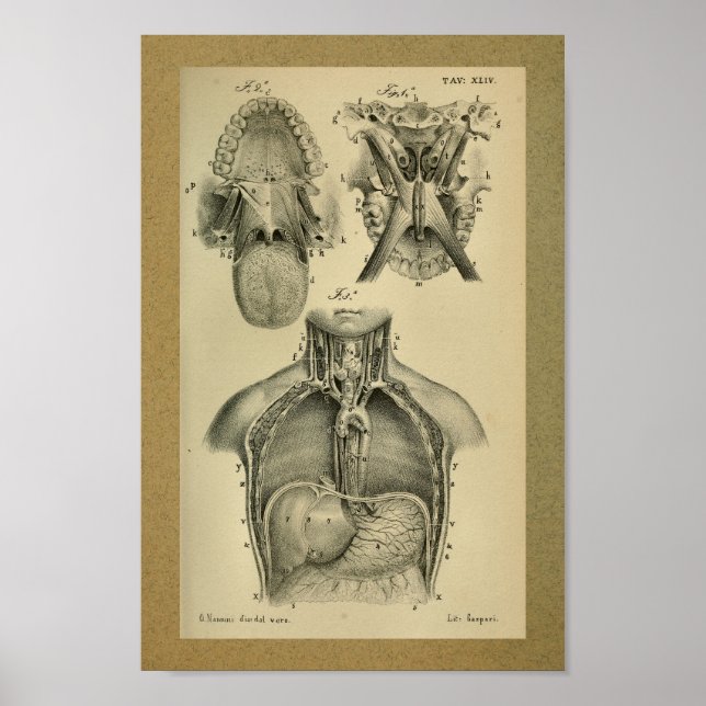 Affiches 1850 Anatomie Vintage Imprimer Cavité abdominale (Devant)