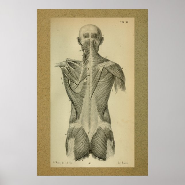 Affiches 1850 Anatomie Vintage Imprimer les muscles arrière (Devant)