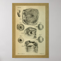 1850 Anatomie Vintage Imprimer l'oeil humain