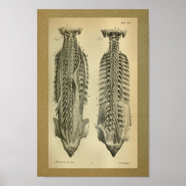 Affiches 1850 Anatomie Vintage Imprimer Muscles moines (Devant)