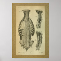 1850 Anatomie Vintage Imprimer Muscles moines