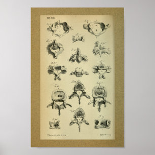 Affiches 1850 Anatomie Vintage Imprimer Vertèbre épinière