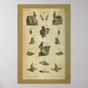 Affiches 1850 Maxilla d'impression anatomique Vintage