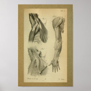Affiches 1850 Muscles d'anatomie Vintage