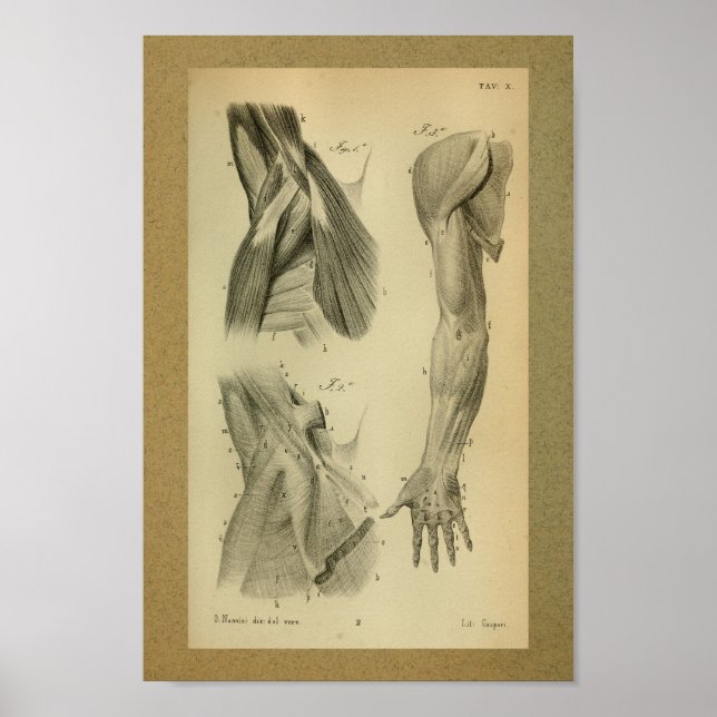 Affiches 1850 Muscles d'anatomie Vintage (Devant)