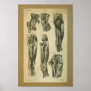 Affiches 1850 Muscles d'anatomie Vintage