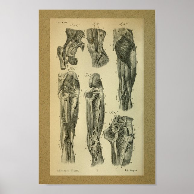 Affiches 1850 Muscles d'anatomie Vintage (Devant)