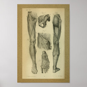 Affiches 1850 Muscles d'anatomie Vintage