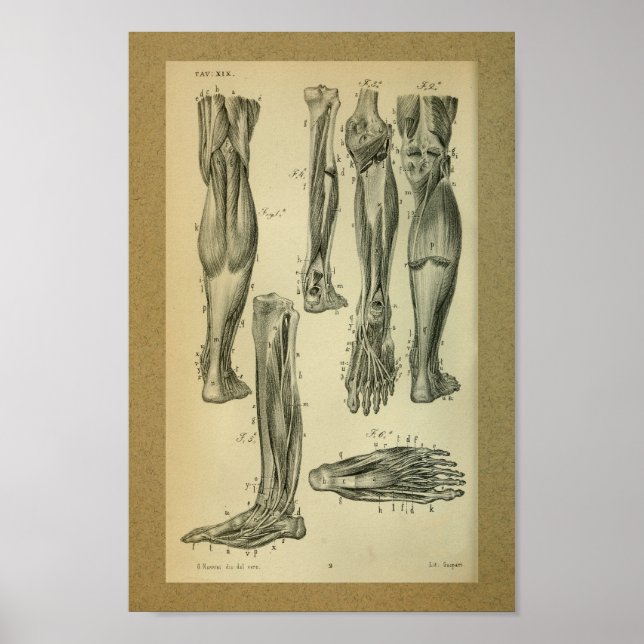 Affiches 1850 Muscles d'anatomie Vintage (Devant)