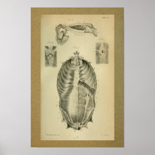 Affiches 1850 Muscles d'impression anatomiques Vintages