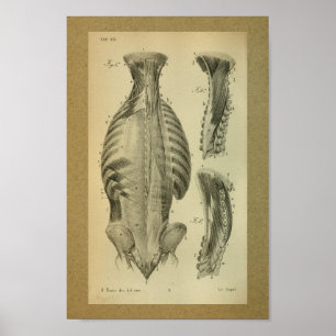 Affiches 1850 muscles spinaux d'impression vintage
