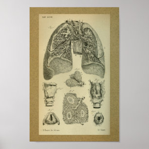 Affiches 1850 Vintage Anatomy Print Lungs Internal