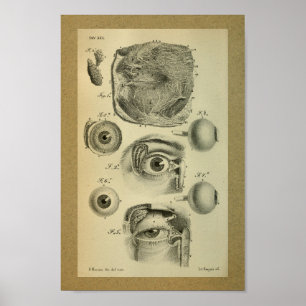 Affiches 1850 yeux humains d'impression vintage d'anatomie