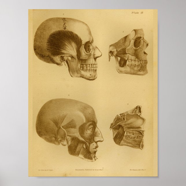 Affiches 1854 Vintage anatomie crâne humain (Devant)