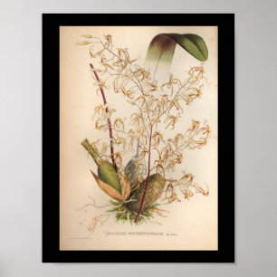 Affiches 1860 Vintage Orchid Flower Print Yellow