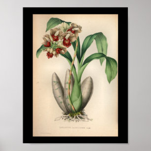Affiches 1860 Vintage orchidée à motif rouge