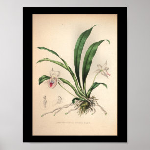 Affiches 1860 Vintage orchidée rose