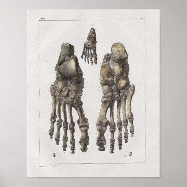Affiches 1867 Bones à anatomie Vintage à pieds (Devant)