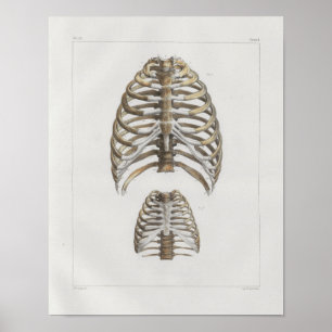 Affiches 1867 Bones de cage de côtes Anatomie Vintage Impre