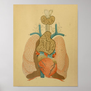 Affiches 1879 Anatomie Vintage Imprimer Poumons de coeur