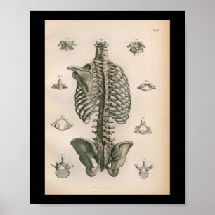 Affiches 1879 squelettes vintages d'impression d'anatomie
