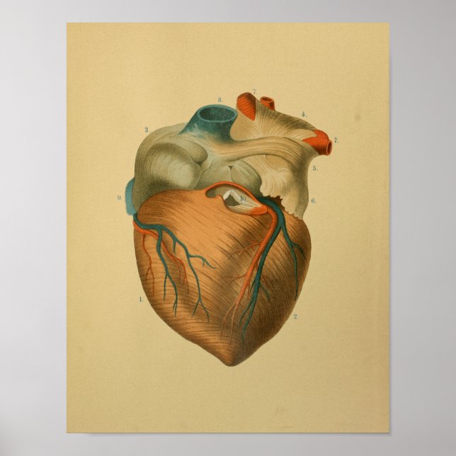 Affiches 1879 Vintage Anatomy Print Human Heart (Devant)