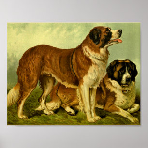 Affiches 1881 Vintage St. Bernards Imprimer