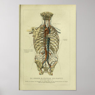 Affiches 1886 Vintage Anatomie de l'artère humaine Imprimer
