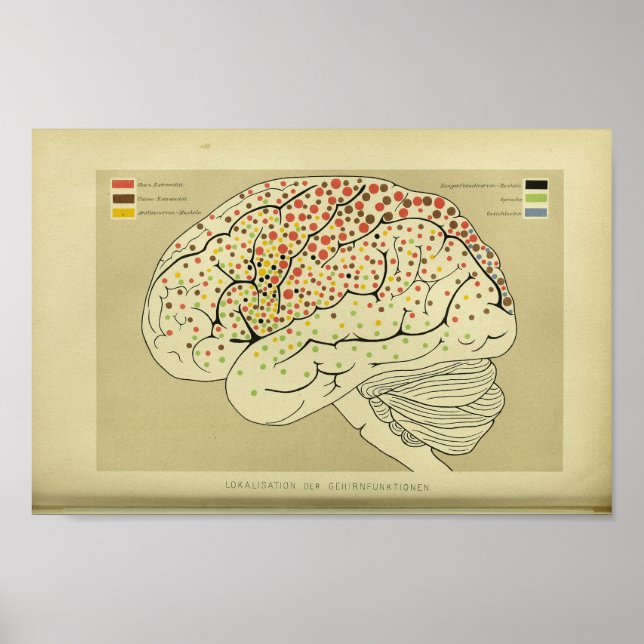 Affiches 1886 Vintage Human Brain Anatomy Print (Devant)